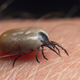 Image for article titled Lyme Disease Is Surging in Parts of the U.S., Insurance Data Suggests